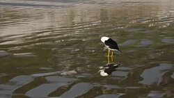 Pacific gull on beach Stock Footage