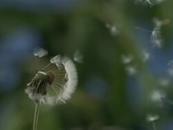 Dandelion clock seeds dispersing against natural background Stock Footage