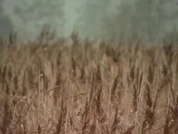 Long grass reeds blowing in the wind Stock Footage