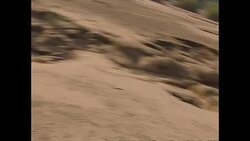 Impala grazing in Lower Zambezi National Park News Clip