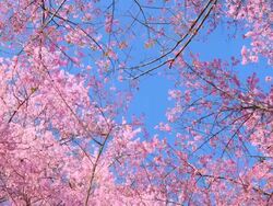 Spring Pink Cherry Blossoms with Blue Sky Backgrounds Stock Footage