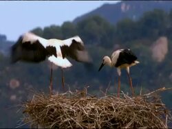 White Storks (Ciconia ciconia) on nest, Dehesa de Abajo (Puebla del Rio, Sevilla), Andalucia, Spain Stock Footage