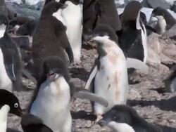 MS TS Shot of Adelie Penguin (Pygoscelis adeliae) two adolescent chicks chasing adult one chick running in circle / Antarctica Stock Footage