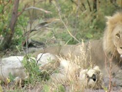 MS PAN Lion and collared lioness resting / Okavango Delta, North West District, Botswana Stock Footage