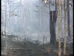 INDONESIA: KALIMANTAN: FIREFIGHTERS BATTLE FOREST WILDFIRES News Clip