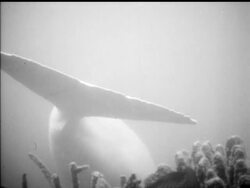 MERMAID IN CAPTIVITY News Clip