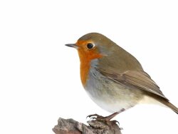Robin (Erithacus rubecula) Stock Footage