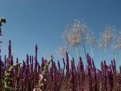 MS View of bloom violett salvia grass under blue sky / Koblenz, Rhineland-Palatinate, Germany Stock Footage