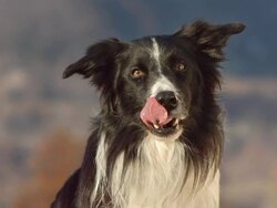 HD Super Slow-Mo: Border Collie Licking Its Mouth Stock Footage