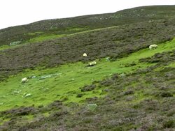 MS Group of sheep grazzing at highland landscape near Braemar at Aberdeenshire / Scotland Stock Footage
