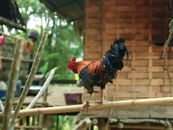 MS TS SLO MO Shot of Rooster standing on bamboo pole crowing then moving little and flapping its wings / Muang Ngoi, Luang Prabang, Laos Stock Footage