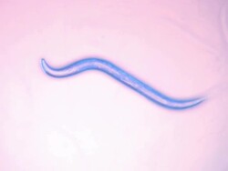 Caenorhabditis elegans (C.elegans) moving across agar plate Stock Footage