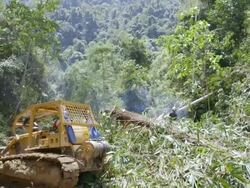 WS PAN Worker felling rainforest tree / Tawau, Sabah, Malaysia Stock Footage