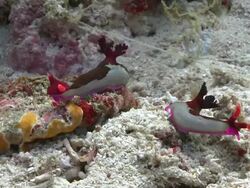 Chamberlain's Nudibranch (Nembrotha chamberlaini), Southern Visayas, Philippines Stock Footage