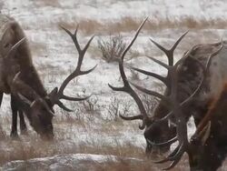 MS Shot of large bull elk grazing in snowy meadow / Estes Park, Colorado, United States Stock Footage