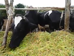 Dairy cows at farm ,Thailand Stock Footage