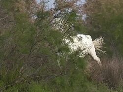  WS SLO MO TS View of Camargue horse galloping through Swamp / Saintes Marie de la Mer, Camargue, France Stock Footage