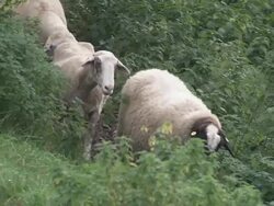 SHEEPs HERDING and walking Stock Footage