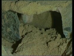 Olive Ridley Sea Turtle (Lepidochelys olivacea) filling in hole after laying eggs, India Stock Footage