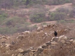 "Black vulture sits on ruined hillside dwelling wall for a few seconds before flying off to left, Lambayeque Valley, Peru [PerÃƒÂº]" Stock Footage