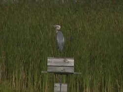 Great blue heron 3  1080/60i Stock Footage