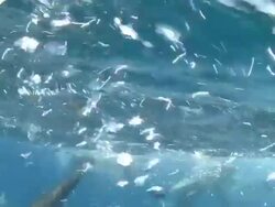 Blacktip Sharks (Carcharhinus limbatus) at the Surface Stock Footage