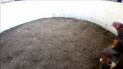 CLEAN : Rooster fights, an old Bolivian tradition News Clip