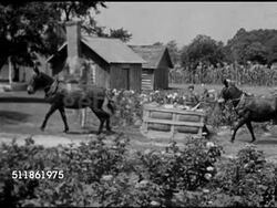 1942: US TOBACCO FARM: Mules pulling wooden carts up dirt path to curing area. Women stringing tobacco leaves outside, child helping by handing leaves. WWII, Home Front, harvest, migrant workers, farm family, drying, curing preparation, cigarettes. Instructional Video