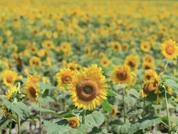 MS View of sunflower field / Furano, Hokkaido, Japan Stock Footage