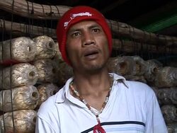 VOICED: Can mushrooms save Thailand's jungle from poachers? News Clip