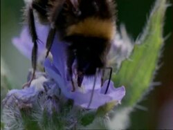 BCU Bumble Bee feeding on small blue flower, crawls off, UK Stock Footage