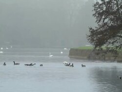 MS Several swans and ducks swimming in river in foggy skies / Wiltshire, England, United Kingdom Stock Footage