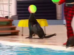 Seal and ball Stock Footage