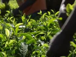 Kenya, Meru, agriculture, farmers picking tea leaves Stock Footage