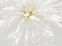 Flower Stock Footage