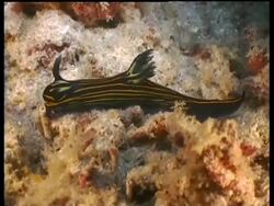 MS Sea Slug, Roboastra luteolineolata, black with yellow stripes, crawling along reef, high angle, Mabul, Borneo, Malaysia Stock Footage