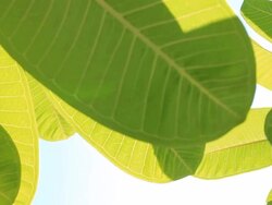 dolly: Green leaves Stock Footage