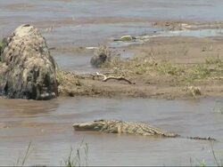 Nile Crocodile (Crocodylus niloticus) lying in water at edge of river, Kenya, Africa Stock Footage