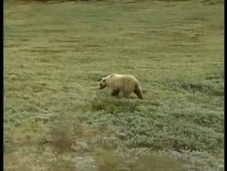 MS Grizzly Bear, Ursus arctos horribilis, cub walking through arctic mountain landscape, Arctic Circle Stock Footage