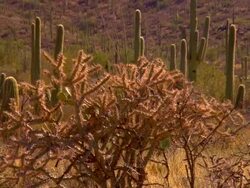 CU, ZO, WS, Saguaro cactus and cholla cactus on desert, Tucson,  Arizona, USA Stock Footage