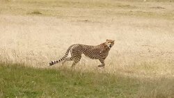 Cheetahs Hunting / preying Stock Footage