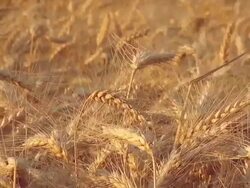Wheat field, crops for harvest Stock Footage