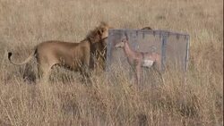 A lion sniffs a polycarbonate predator shield containing a fake deer on a savanna in South Africa. Stock Footage