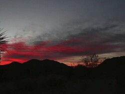 Desert yucca sunrise Hueco Tanks State Park Texas Stock Footage