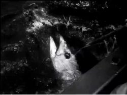 COMMONWEALTH COMMENTARY: BAHAMAS - TUNA FISHING News Clip