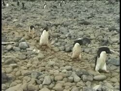 Chain of Adelidae Penguins (Pygoscelis adeliae) walking over rocks, Paulet Island, Antarctic Peninsula, Antarctica Stock Footage