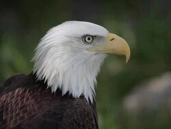 bald eagle Stock Footage