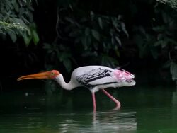 Painted stork in a wetland Stock Footage