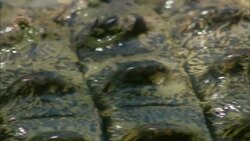 Water ripples over the back of a crocodile. Stock Footage