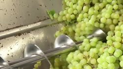 Homegrown Bali wine is in full flavour News Clip